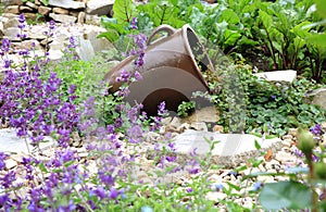 Stoneware with Glechoma hederacea and catnip on the gravel path. photo