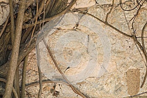 Stonework with tree roots background