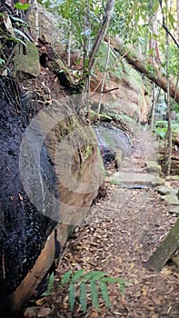 Stoney Creek Walk in the Strickland State Forest