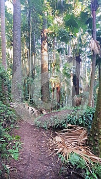 Stoney Creek Walk in the Strickland State Forest