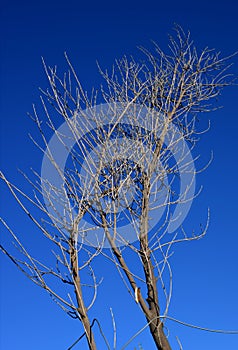 Stoning Blue sky with dried tree