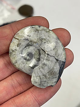 stonny shell.. ammonit