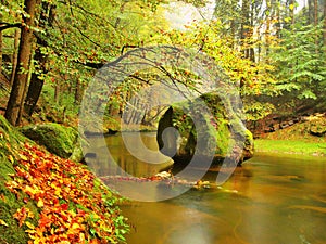 Stony bank of autumn mountain river covered by orange beech leaves. Fresh green leaves on branches above water make colorful