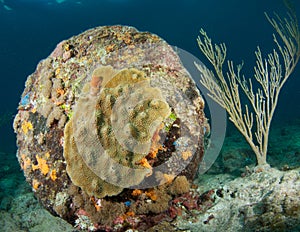 Stony Coral