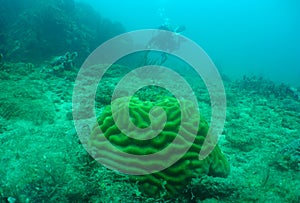 Stony coral called Mussidae grown on the bottom of the sea