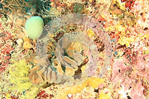 Stony coral on coral reef