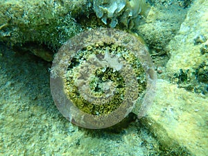 Stony coral cushion coral (Cladophora dalmatica, former scientific name Cladophora caespitosa) undersea, Aegean Sea