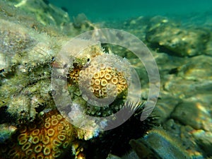 Stony coral cushion coral (Cladophora dalmatica, former scientific name Cladophora caespitosa) undersea, Aegean Sea