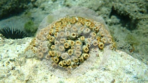 Stony coral cushion coral (Cladophora dalmatica, former scientific name Cladophora caespitosa) undersea, Aegean Sea