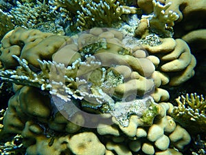 Stony coral Knob coral Goniastrea stelligera and Net fire coral Millepora dichotoma undersea, Red Sea