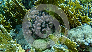 Stony coral rasp coral, or cauliflower coral, knob-horned coral Pocillopora verrucosa undersea