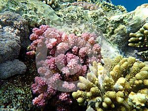 Stony coral rasp coral, or cauliflower coral, knob-horned coral Pocillopora verrucosa undersea, Red Sea, Egypt
