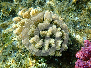 Stony coral rasp coral, or cauliflower coral, knob-horned coral Pocillopora verrucosa undersea, Red Sea, Egypt