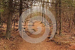 Stony Man Trail in Shenandoah National Park