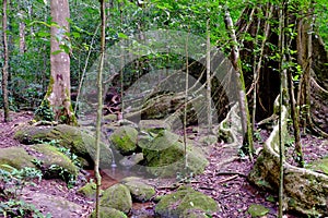 Stony and overgrown with moss,river and small waterfall,tree roots in a green forest.