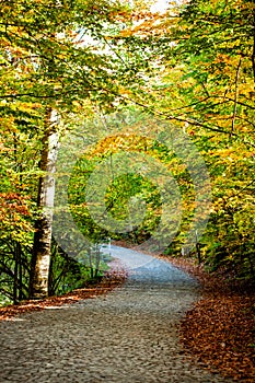 A stony path leading into the forest