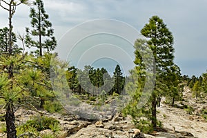 Stony path at upland surrounded by pine trees at sunny day. Clear blue sky and some clouds along the horizon line. Rocky tracking