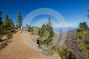 Stony path at upland surrounded by pine trees at sunny day. Clear lue sky and some clouds along the horizon line. Rocky tracking