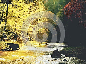 Stony river covered by orange beech leaves. Fresh colorful leaves on branches above water