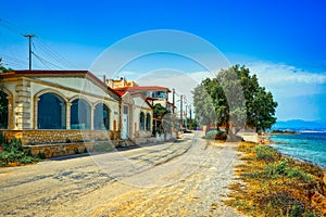 Stony road along with the sea with croocked pinetrees and shining golden grass in morning sun