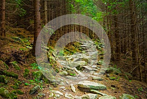 stony road through the mountain forest