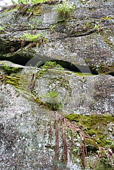 Stony rock with moss and plants.