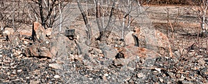 Stony rocky background - dry lifeless - banner image