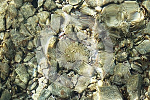 Stony seabed underwater. Sea pebbles under water