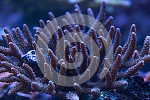 Stony sps corals under led light