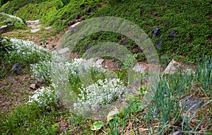 Stony stairs in the green garden