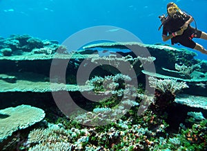 Stony Table Coral in Majuro Bay, Marshall Islands photo