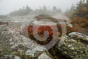 Stony terrain with berries among the stones. On the adnem plan, huge fir-tree in the fog. Rainy foggy cloudy autumn day.