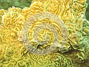 Stony yellow coral