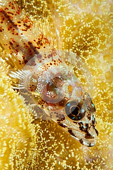 stonycoral ghostgoby fish