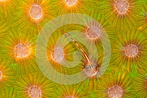 stonycoral ghostgoby, goby