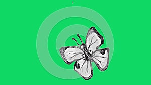 stop motion animated butterflies on chroma key background