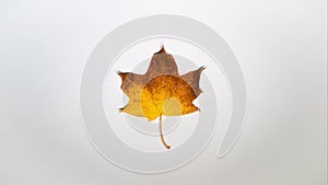 Stop motion animation autumn yellow leaves in motion top view copy space, background for text multicolored animated maple leaves