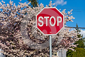 Stop sign with cherry blossom background.