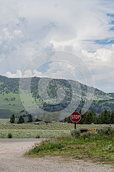 Stop Sign Crossroads in Yellowstone National Park