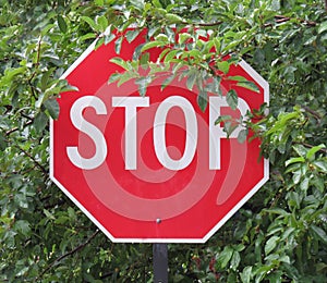 Stop sign surrounded by leaves.