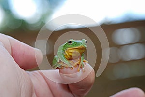 Stop Treefrog in my hands