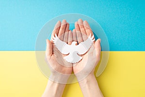 Stop the war in Ukraine concept. Top overhead view photo of girl`s hands holding white dove on the palms over national flag