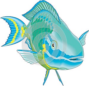 Stoplight Parrotfish Illustration