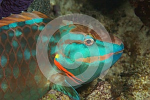 Stoplight Parrotfish at Night