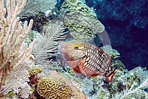 Stoplight parrotfish (Sparisoma viride)