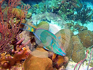 Stoplight Parrotfish Terminal Phase Male