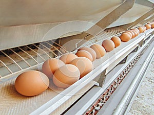 Stopped conveyor production line of chicken eggs of a poultry farm