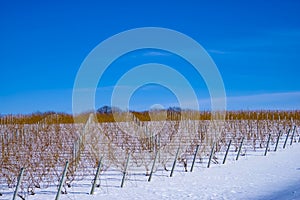 Stopping By A Winter Vineyard