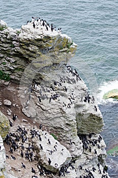 Stora Karlso - the colony of razorbill and common murre