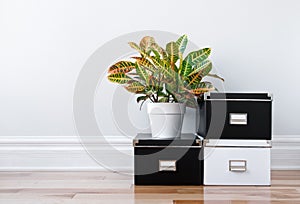 Storage boxes and green plant in a room